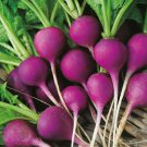 500+ Royal Purple Radish Seeds – Heirloom Fast-Growing Purple Radishes for Garden Planting