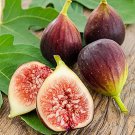 100+ Violette de Bordeaux Fig Seeds – Sweet Dark Purple Figs for Containers & Garden Planting 100+ Violette de Bordeaux Fig Seeds – Sweet Dark Purple Figs for Containers & Garden Planting