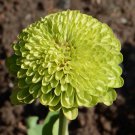 100+ Envy Zinnia Seeds for Garden Planting – Unique Green Heirloom Flowers 100+ Envy Zinnia Seeds for Garden Planting – Unique Green Heirloom Flowers
