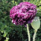 200+ Double Purple Poppy Seeds for Garden Planting – Frilly Heirloom Blooms 200+ Double Purple Poppy Seeds for Garden Planting – Frilly Heirloom Blooms