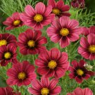 200+ Antiquity Cosmos Seeds – Color Blooms for Borders, Beds, and Pollinator Gardens