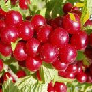 10+ Nanking Cherry Seeds – Hardy Heirloom Shrub for Edible Landscapes, Hedges, and Home Orchards 10+ Nanking Cherry Seeds – Hardy Heirloom Shrub for Edible Landscapes, Hedges, and Home Orchards
