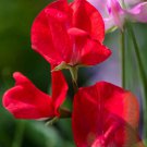 50+ Royal Scarlet Sweet Pea Seeds – Fragrant Climbing Blooms for Trellises, Fences & Cut Flowers 50+ Royal Scarlet Sweet Pea Seeds – Fragrant Climbing Blooms for Trellises, Fences & Cut Flowers