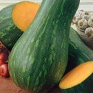 25+ Naples Long Squash Seeds – Heirloom Summer Squash for Garden Planting & Fresh Harvest 25+ Naples Long Squash Seeds – Heirloom Summer Squash for Garden Planting & Fresh Harvest