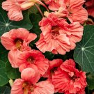 50+ Salmon Baby Nasturtium Seeds – Dwarf Edible Flowers for Garden Borders & Containers 50+ Salmon Baby Nasturtium Seeds – Dwarf Edible Flowers for Garden Borders & Containers