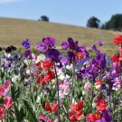 50+ Knee-High Mix Sweet Pea Seeds – Fragrant Dwarf Blooms for Borders, Pots & Cut Flower Gardens 50+ Knee-High Mix Sweet Pea Seeds – Fragrant Dwarf Blooms for Borders, Pots & Cut Flower Gardens