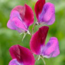 50+ Purple Prince Sweet Pea Seeds – Fragrant Deep Violet Blooms for Cut Flowers & Garden Borders 50+ Purple Prince Sweet Pea Seeds – Fragrant Deep Violet Blooms for Cut Flowers & Garden Borders