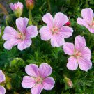 25+ Dawn Time Geranium Seeds – Hardy Perennial Geranium with Soft Pink Blooms for Cottage Gardens