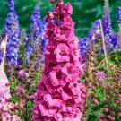 200+ Pink Punch Delphinium Seeds – Tall Spikes of Rich Pink Blooms | Cottage Garden & Cut Flowers 200+ Pink Punch Delphinium Seeds – Tall Spikes of Rich Pink Blooms | Cottage Garden & Cut Flowers