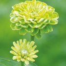 100+ Envy Zinnia Seeds – Unique Green Blooms | Annual Cut Flowers & Garden Planting