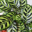 25+ Peacock Calathea Seeds – Rare Tropical Foliage Plant for Indoor or Outdoor Growing