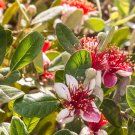 50+ Pineapple Guava Seeds – Feijoa sellowiana Evergreen Fruit Plant for Garden or Container