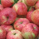 25+ Argiliere Apple Seeds – Heirloom Fruit Trees for Garden Planting & Backyard Orchards