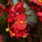 25+ Hula Red Begonia Seeds – Vibrant Red Annual Flowers for Garden Beds, Borders & Containers 25+ Hula Red Begonia Seeds – Vibrant Red Annual Flowers for Garden Beds, Borders & Containers
