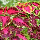 25+ Mixed Livegreen Coleus Seeds – Colorful Foliage Plants for Garden Beds, Containers & Borders 25+ Mixed Livegreen Coleus Seeds – Colorful Foliage Plants for Garden Beds, Containers & Borders