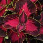 25+ Premium Sun Chocolate Covered Cherry Coleus Seeds &acirc;�� Vibrant Ornamental Foliage Plants