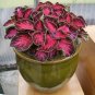25+ Premium Sun Chocolate Covered Cherry Coleus Seeds &acirc;�� Vibrant Ornamental Foliage Plants
