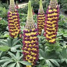 25+ Manhattan Lights Lupine Seeds – Perennial Flower Seeds for Garden Borders & Pollinators 25+ Manhattan Lights Lupine Seeds – Perennial Flower Seeds for Garden Borders & Pollinators