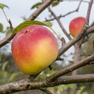 25+ Winter Banana Apple Seeds–Rare Heirloom Fruit Tree, Sweet Fragrant Apples for Garden Planting