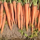 1000+ Envy Carrot Seeds – Sweet Heirloom Root Vegetable, Non-GMO Garden Seeds for Planting 1000+ Envy Carrot Seeds – Sweet Heirloom Root Vegetable, Non-GMO Garden Seeds for Planting