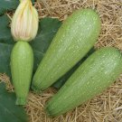 25+ Cousa Squash Seeds – Heirloom Middle Eastern Summer Squash for Home Garden Planting