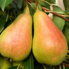 25+ Glou Morceau Pear Seeds – Heirloom Dessert Pear Tree for Sweet Fruit Garden Planting 25+ Glou Morceau Pear Seeds – Heirloom Dessert Pear Tree for Sweet Fruit Garden Planting