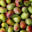 25+ Kandil Sinap Apple Seeds – Rare Heirloom Apple Tree for Sweet Crisp Fruit Garden Planting 25+ Kandil Sinap Apple Seeds – Rare Heirloom Apple Tree for Sweet Crisp Fruit Garden Planting