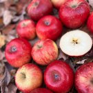 25+ Crimson Crisp Apple Seeds – Heirloom Sweet & Juicy Fruit Tree for Garden Planting 25+ Crimson Crisp Apple Seeds – Heirloom Sweet & Juicy Fruit Tree for Garden Planting