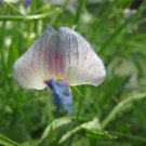 50+ Lathyrus sativus 'Crescent Moon' Sweet Pea Seeds – Annual Climbing Flowers for Garden 50+ Lathyrus sativus 'Crescent Moon' Sweet Pea Seeds – Annual Climbing Flowers for Garden