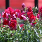 1000+ Snappy Black Prince Snapdragon Seeds – Heirloom Dark Purple Flowers for Garden & Borders 1000+ Snappy Black Prince Snapdragon Seeds – Heirloom Dark Purple Flowers for Garden & Borders