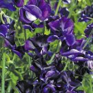 50+ Royal Navy Blue Sweet Pea Seeds – Fragrant Annual Climbing Flowers for Garden Trellis Planting