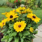 200+ Maya Rudbeckia Seeds – Golden Yellow Double Blooms for Pollinator-Friendly Gardens 200+ Maya Rudbeckia Seeds – Golden Yellow Double Blooms for Pollinator-Friendly Gardens