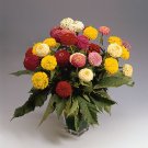 100+ Oklahoma Formula Mix Zinnia Seeds – Compact Blooms for Garden & Cut Flowers