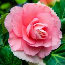 25+ Pink Ruffled Begonia Seeds – Elegant Double Blooms for Shade Gardens & Pots