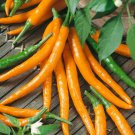 25+ Cayenne Orange Hot Pepper Seeds – Spicy Productive Plants for Garden & Pots 25+ Cayenne Orange Hot Pepper Seeds – Spicy Productive Plants for Garden & Pots