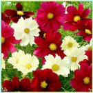 200+ Rubies Sunshine Mix Cosmos Seeds – Bright Summer Blooms for Pollinator-Friendly Gardens 200+ Rubies Sunshine Mix Cosmos Seeds – Bright Summer Blooms for Pollinator-Friendly Gardens
