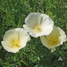 200+ California White Linen Poppy Seeds – Elegant White Blooms for Garden Planting 200+ California White Linen Poppy Seeds – Elegant White Blooms for Garden Planting