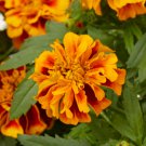 25+ Little Hero Fire Marigold Seeds – Bright Red-Orange Blooms for Garden Planting 25+ Little Hero Fire Marigold Seeds – Bright Red-Orange Blooms for Garden Planting