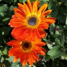 200+ African (Arctotis) Daisy Seeds – Bright Orange and Yellow Perennials for Garden Beds 200+ African (Arctotis) Daisy Seeds – Bright Orange and Yellow Perennials for Garden Beds