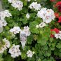 25+ Precision White Red Eye Ivy Leaf Geranium Seeds – Elegant White & Red Accent Garden Flowers