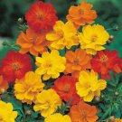 200+ Polidor Mix Cosmos Seeds – Bright Semi-Double Blooms for Garden & Pollinators 200+ Polidor Mix Cosmos Seeds – Bright Semi-Double Blooms for Garden & Pollinators