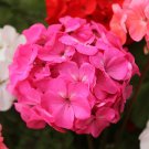25+ Precision Dark Salmon Ivy Leaf Geranium Seeds – Trailing Blooms for Garden & Hanging Baskets 25+ Precision Dark Salmon Ivy Leaf Geranium Seeds – Trailing Blooms for Garden & Hanging Baskets