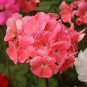 25+ Precision Dark Salmon Ivy Leaf Geranium Seeds – Trailing Blooms for Garden & Hanging Baskets