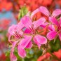 25+ Precision Dark Salmon Ivy Leaf Geranium Seeds – Trailing Blooms for Garden & Hanging Baskets