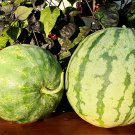 50+ Chris Cross Watermelon Seeds – Juicy Sweet Red Flesh Melons for Garden Planting 50+ Chris Cross Watermelon Seeds – Juicy Sweet Red Flesh Melons for Garden Planting