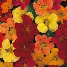 50+ Dwarf Tom Thumb Mix Nasturtium Seeds – Compact Colorful Edible Flowers
