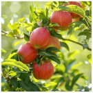 25+ Arthur Turner Apple Seeds – Heirloom Culinary & Dessert Apple Tree Variety 25+ Arthur Turner Apple Seeds – Heirloom Culinary & Dessert Apple Tree Variety
