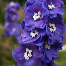 200+ Dasante Blue Delphinium Seeds – Tall Perennial Spikes of Blue Flowers for Garden Planting 200+ Dasante Blue Delphinium Seeds – Tall Perennial Spikes of Blue Flowers for Garden Planting