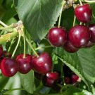 10+ Regina Cherry Seeds – Sweet Dark Red Fruit Tree Seeds for Garden Planting 10+ Regina Cherry Seeds – Sweet Dark Red Fruit Tree Seeds for Garden Planting