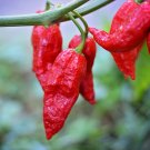 25+ Ghost Pepper Seeds – Super Hot Bhut Jolokia Chili for Spicy Garden & Container Growing